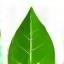 Icona di foglia, simbolo ecologico
